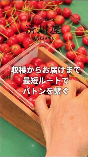 【清川屋のさくらんぼ】産地直送 その違い、知ってる？