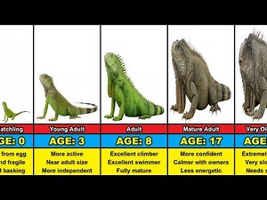 Iguana Transformation From 0 to 25 Years Old