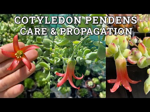 Cotyledon Pendens 'Cliff Cotyledon' Care & Propagation