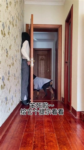 躲起來看小狗的反應，哈哈哈哈快去試試你家狗子～#杜賓安妮#小狗#萌寵#寵物#日常#有趣#可愛的#dog#cute#pet#funny#shorts