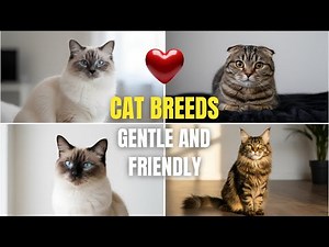 Gentle and Friendly Cat Breeds