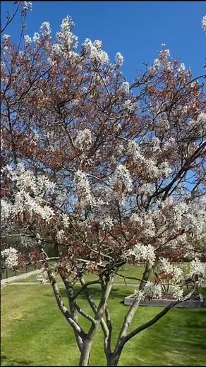 Planting ideas: Amelanchier shrub for spring and autumn colours #gardeningideas #plantingideas