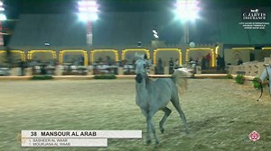 3.8K views · 256 reactions | 13th Qatar International Arabian Peninsula Horse Show 2024 Yearling Colts (Class 2A) Great result for N. 38 ( BASHEER AL WAAB x MOURJANA AL WAAB ) Don't miss his performance during the championship, watch it live on arabianessence.tv congratulations to Mr. Mohamed Jassim K A Al-Kuwari breeder and owner | Arabian Essence di Elvis Giughera | Facebook