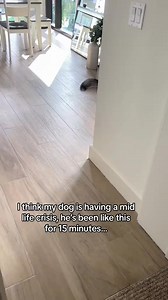 Life is ruff man… 🤷🏼‍♀️ . . . #husky #huskypuppy #huskylove #huskygram #huskylife #huskyphotography #huskypics #huskynation #huskymix #huskylovers #huskyofinstagram #huskylover #huskydog #huskyworld #huskypuppies #huskypup #huskysofinstagram #huskylovingclub #huskymom #huskysiberiano #huskyoftheday #huskys #huskyreq #huskyproblems #huskypic #huskyfamily #huskypage #huskycute #huskyheaven #huskypride | Blue The Husky