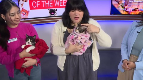 Pet of the week: Adorable 3-month-old kittens Riley and Henry seek their forever home