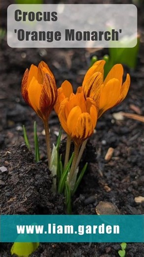 An introduction to Crocus 'Spring Monarch'. #springbulbs #springflowers #gardening #plants