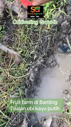 2.1K views · 29 reactions | Saaagrow fruit farm di Banting Tuaian ubi kayu putih utk kerepek. Check out SASAGROW's showcase on TikTok! https://vt.tiktok.com/ZSfPaqp4x/?page=TikTokShop #SASAgro | Sastero Mundagir | Facebook