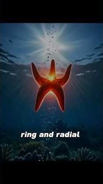 Nature’s real superhero lives underwater#starfish