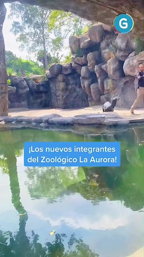 Conoce a los nuevos leones marinos del Zoológico La Aurora