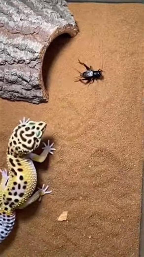 Lightning Fast: Leopard Gecko vs. Giant Cockroach! 🦎🪳 #ReptileFeeding #NatureInAction #GeckoVsCockroach #WildEncounter #ViralShorts | Glass Arena Wildlife