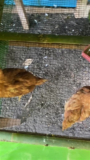 Rhode Island Red #chickenfarming #backyardfarming #HeritageChicken #rhodeislandred | MP Eggs