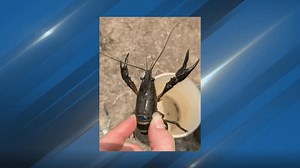 DNR confirms presence of invasive red swamp crayfish in West Michigan hatchery