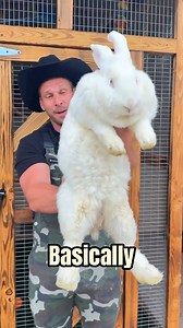 2.6K views · 30 reactions | Discover Flemish Gian Rabbit  #flemishgiantrabbit #rabbit | Animals Facts | Facebook