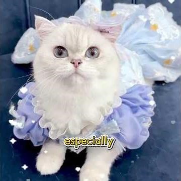 Have you ever seen such a cute cat?#pet #shorts #funny