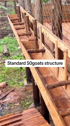 Look for us Now #animals #viral #kimdconstruction #design #goats