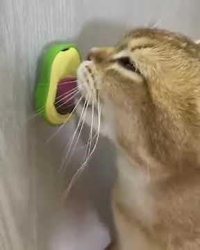 Cute Avocado Cat Toy - Catnip-Infused, Teeth-Cleaning Ball for Cats