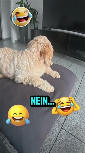 Jojo beobachtet den Staubsauger, kann ihn nicht ignorieren (2026) #Cockapoo #Shorts