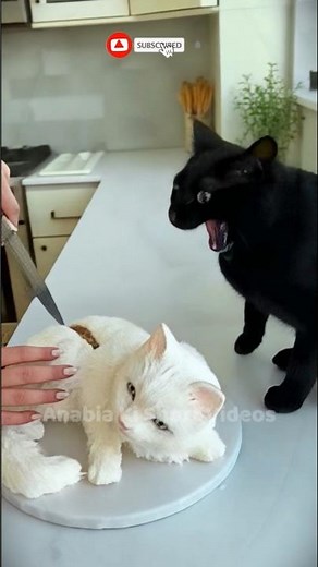 She Beheaded the Cat Cake — You Won’t Believe the Real Cat’s Reaction! Hyper-Realistic Cake Reaction
