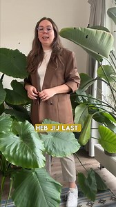 Zwarte vliegjes bij je plant? Grote kans dat je last hebt van rouwvliegjes! Bestrijd ze makkelijk en snel met Pokon Aaltjes! | Pokon