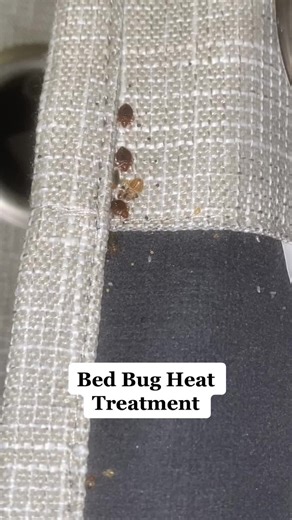 Don’t make your home, a pest’ home 🪲 Give us a call/msg (323)542-0171 ALL types of pest control services at affordable prices 🔥 #homeimprovements #pest #bedbugs #oc #ie #losangeles #fypシ