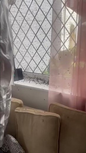 decomposition process of a human body often focus on the role of maggots and flies Trauma cleanup uk