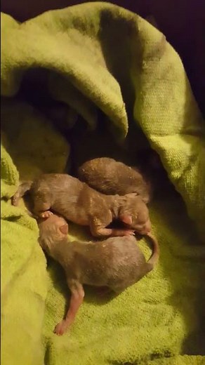 Newborn 1 Day Old Kit Fox Babies