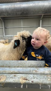 Couple of braw wee lambs spotted at Ayrshire Valais Blacknose today. 😍 | The Sheep Game