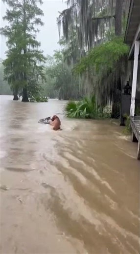 Heroic Bloodhound Rescues Kitten from Mississippi Floods #automobile #travel #flood