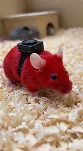 The red mouse's reactions??