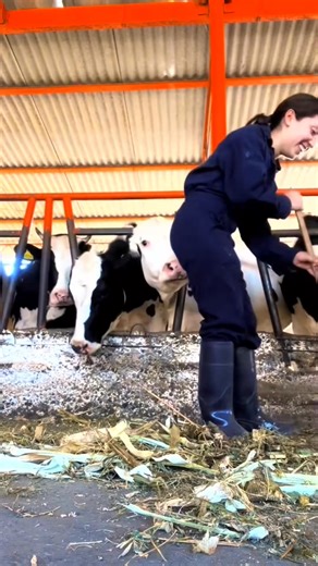 Funny cow 🤣#funny #funnyanimals #behavior #farm #farmlife #cow #🤣🤣🤣 | Funny Videos