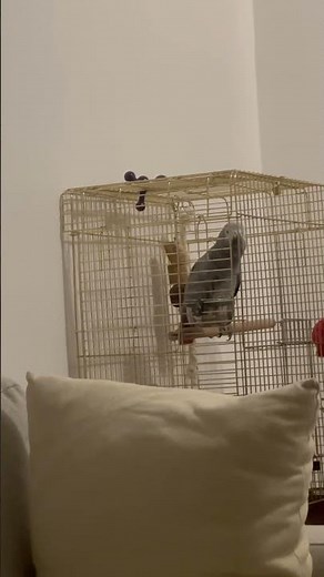 Parrot making Samsung notification noise