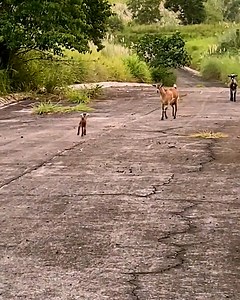 1.6M views · 10K reactions | Heartwarming moment rescued baby goat reunites with his herd! ❤️ | MetDaan Animals | Facebook