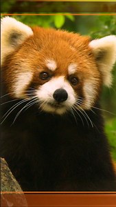 4.2K views · 120 reactions | Giant pandas and red pandas are two of...