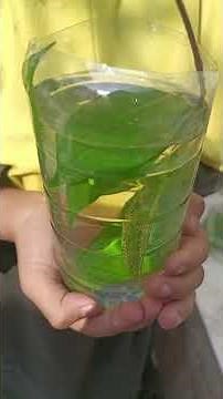 percobaan fotosintesis sd kelas 4