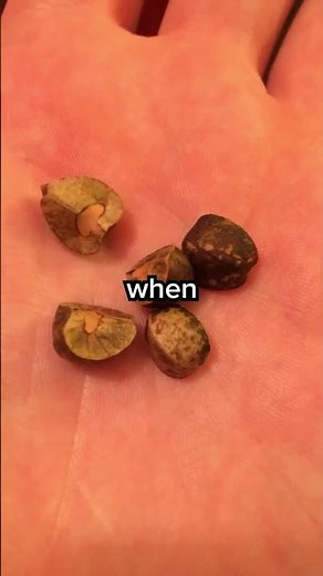 The Science Behind Mexican Jumping Beans🫘