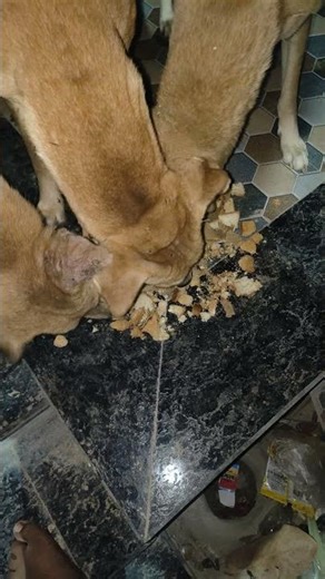 cute dog #cute #dog#doglover #puppy #labrador #shortvideo ##cute teddy bear pic