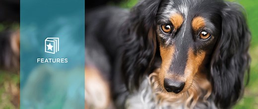 The Diagnosis of Canine Hyperadrenocorticism