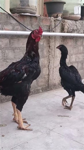 #funny_chicken #funny #comedy #tamilshorts #husbandwifetamilcomedy #kozhi_koodam #viral #yt #shorts