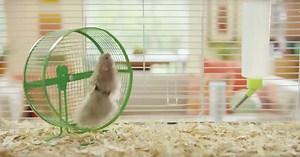 Amazon Echo Upgrades Alexa So She Can Understand Your Pets, Just in Time for April Fools' Day