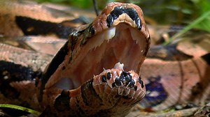 Anaconda: Silent Killer