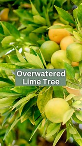 11 reactions | A common issue I encountered when growing a lime tree...