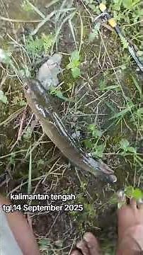 #fishing mancing mania #kalimantan