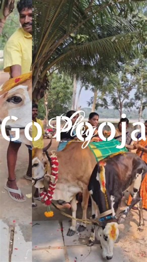 Go Pooja, also known as Gho Puja or Cow Worship, is a revered Vedic ritual in Hinduism that involves worshipping a cow, often with her calf. The cow is profoundly sacred in Hindu tradition and is affectionately called Gau Mata (Mother Cow). ​The cow is considered a manifestation of divine energy and is linked to several fundamental concepts in Hinduism. ​Performing Go Pooja is believed to bestow a multitude of spiritual and material blessings. Go pooja#Gau Mata# Be closer to Gau Mata#Pray#Feed#R