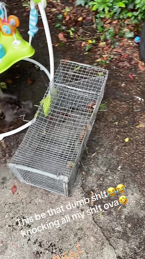 Mischievous Dog Knocking Things Over Compilation