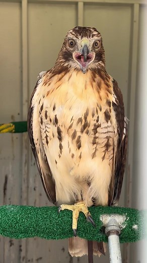 Red-Tailed Hawk: The Hollywood Darling | Falconry Fun