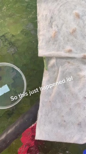 amber and mark (@amber.n.mark)’s videos with original sound - amber and mark