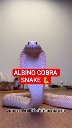 Albino Cobra Explained | Why Is This Cobra White? | SNAKE SAFARI