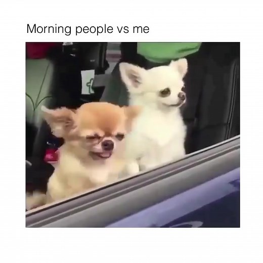 Funny Dog Waking Up Moments Compilation