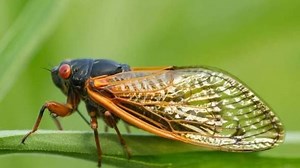 There are 2 types of cicadas. Which ones are coming out in Tennessee this year?