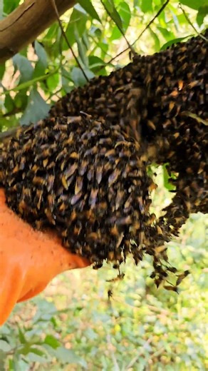 Face to Face with a Massive Honeybee Hive - An Army of Bees